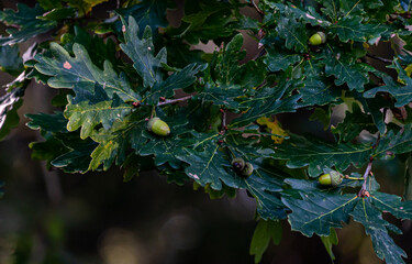 Acorns hanging on a twig with leaves.
