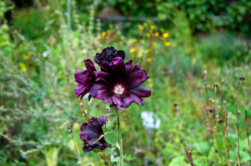 Fototapeta premium Birkenwäldle, Schönbuch