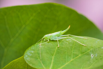 Meconema thalassinum, oak bush-cricket or drumming katydid,
