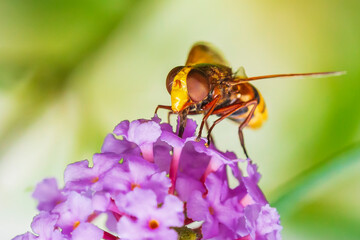 Volucella zonaria, hornet mimic hoverfly, feeding on purple Buddleja davidii