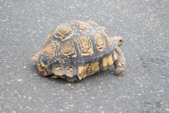 Photo taken in Kruger National Park