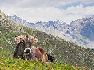 Fototapeta na wymiar Happy Tyrolean cow on a mountain pasture looking to the viewer