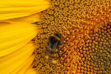 Close up Macro of Bumble Bee Pollinating British Sunflowers. Walking on single sunflower head in bloom yellow flower and black seeds