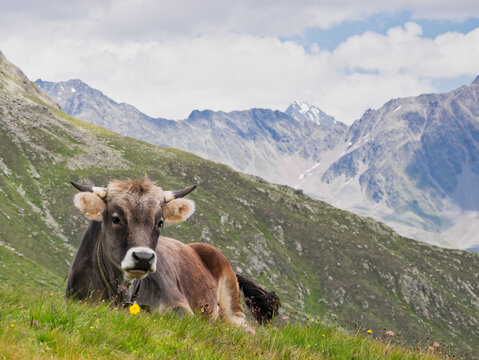 Happy Tyrolean cow on a mountain pasture looking to the viewer