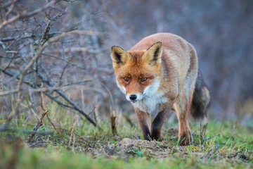Wild red fox Vulpes Vulpes