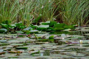Birkenwäldle, Schönbuch