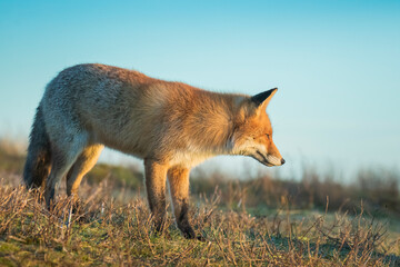 Wild red fox, vulpes vulpes, at sunset