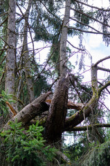 Naturpark Schönbuch