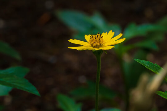 yellow flower in the garden with dark blur background