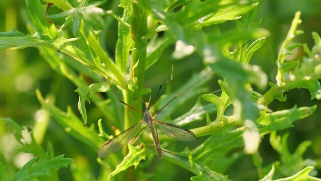 big mosquito stucked in grass