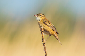 Sedge warbler Acrocephalus schoenobaenus bird singing in reeds during sunrise.
