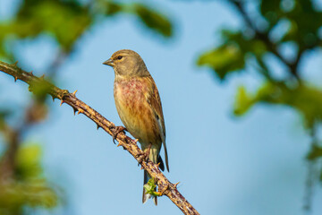 Linnet bird male, Carduelis cannabina with red breast singing