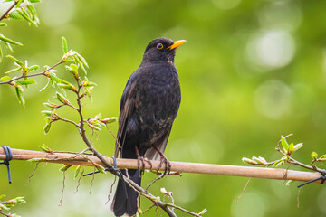 Blackbird male turdus merula singing in a tree in a garden