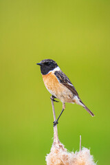 Stonechat male bird, Saxicola rubicola, perched on reed flower Typha latifolia