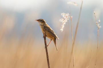 Sedge Warbler, Acrocephalus schoenobaenus, singing