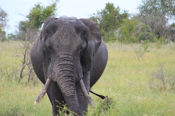 Fototapeta na wymiar Photo taken in Kruger National Park