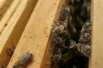 Abeilles dans la ruche sur les cadres