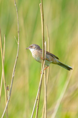 Whitethroat bird, Sylvia communis, foraging in a meadow
