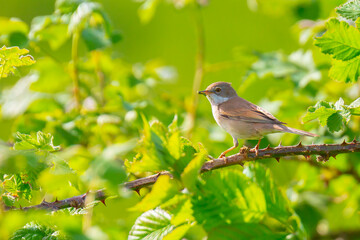 Whitethroat bird, Sylvia communis, foraging in a meadow