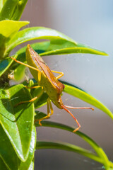 Closeup of a Sloe Bug insect, Dolycoris baccarum, crawling