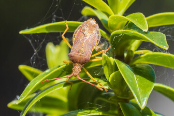 Closeup of a Sloe Bug insect, Dolycoris baccarum, crawling