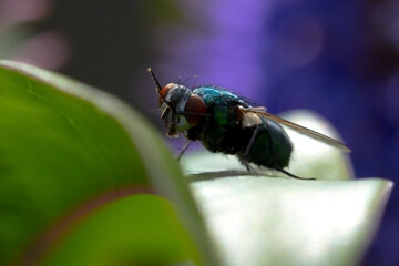 Closeup of a common green bottle fly Lucilia sericata insect