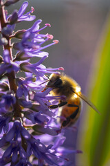 Honey bee Apis mellifera pollination