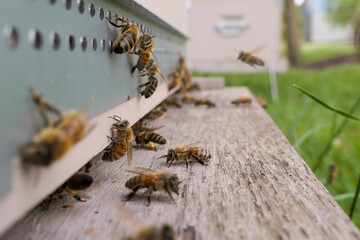 Abeilles gardiennes, butineuses au décollage et à l'atterrissage