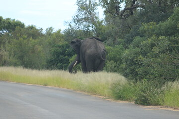 Naklejka na ściany i meble Photo taken in Kruger National Park