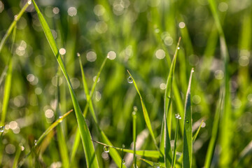 Closeup of morning dew drops on the green grass