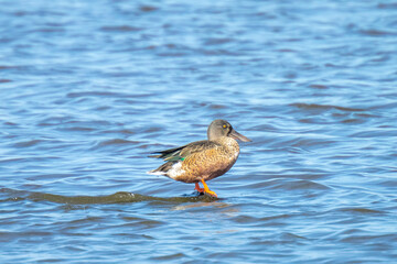 Closeup of a northern shoveler duck, anas clypeata, swimming on clear blue water