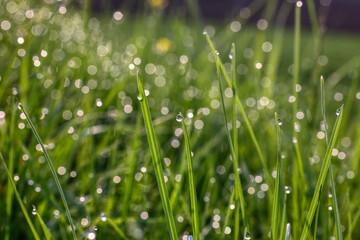 Closeup of morning dew drops on the green grass