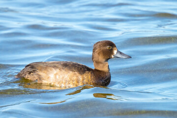 Tufted duck, Aythya fuligula, swimming