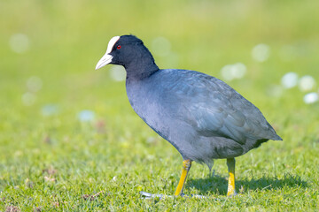 Eurasian coot, Fulica atra walking a green field