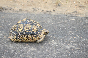 Photo taken in Kruger National Park
