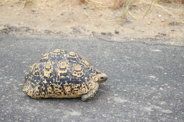 Photo taken in Kruger National Park