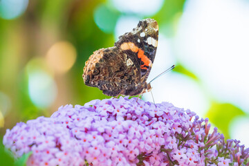 Vanessa atalanta, Red Admiral butterfly, feeding nectar from a purple butterfly-bush in garden.