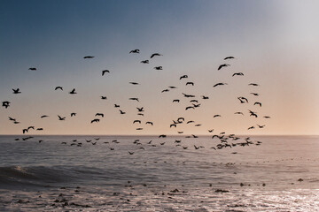 A flock of Cape cormorant or Cape shag (Phalacrocorax capensis) birds flying past into the sunset over the ocean
