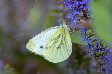 Pieris brassicae, the large white or cabbage butterfly pollinating