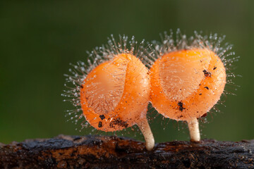 mushroom