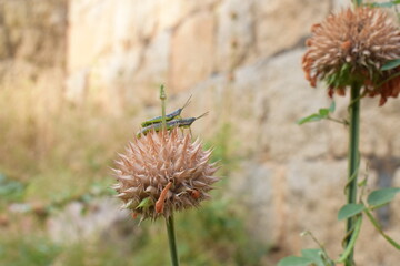 grasshopper on grass