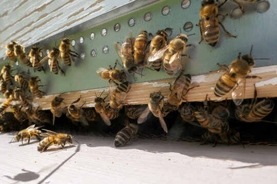 Au trou du vol, activités de l'entrée de ruche : gardiennes, butineuses, faux-bourdons...