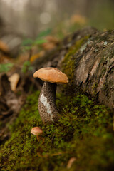 mushroom in the forest