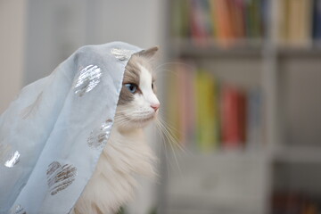 Portrait of a smiling ragdoll cat with a scarf.