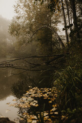 morning in the forest