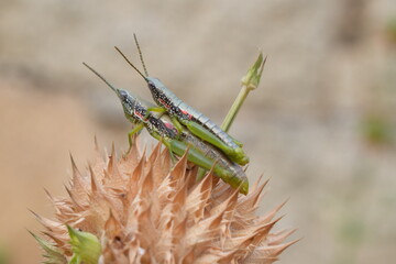 grasshopper on the grass