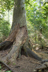 Estivant Pines Nature Sanctuary in the small Upper Peninsula Michigan town of Copper Harbor. The nature sanctuary features hiking trails through an old growth northern boreal forest.