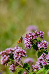 Schmetterlinge im Spätsommer