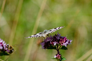 Schmetterlinge im Spätsommer