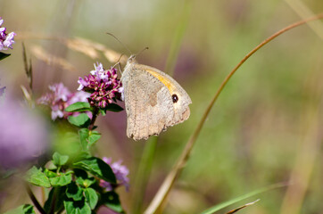 Schmetterlinge im Spätsommer